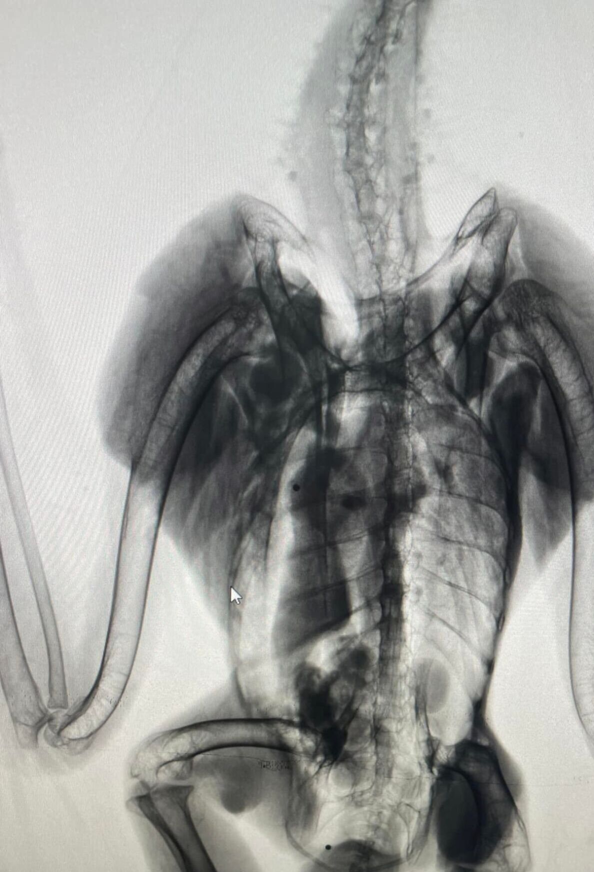 X-ray eagle